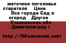 маточное поголовье старателя  › Цена ­ 3 700 - Все города Сад и огород » Другое   . Ульяновская обл.,Димитровград г.